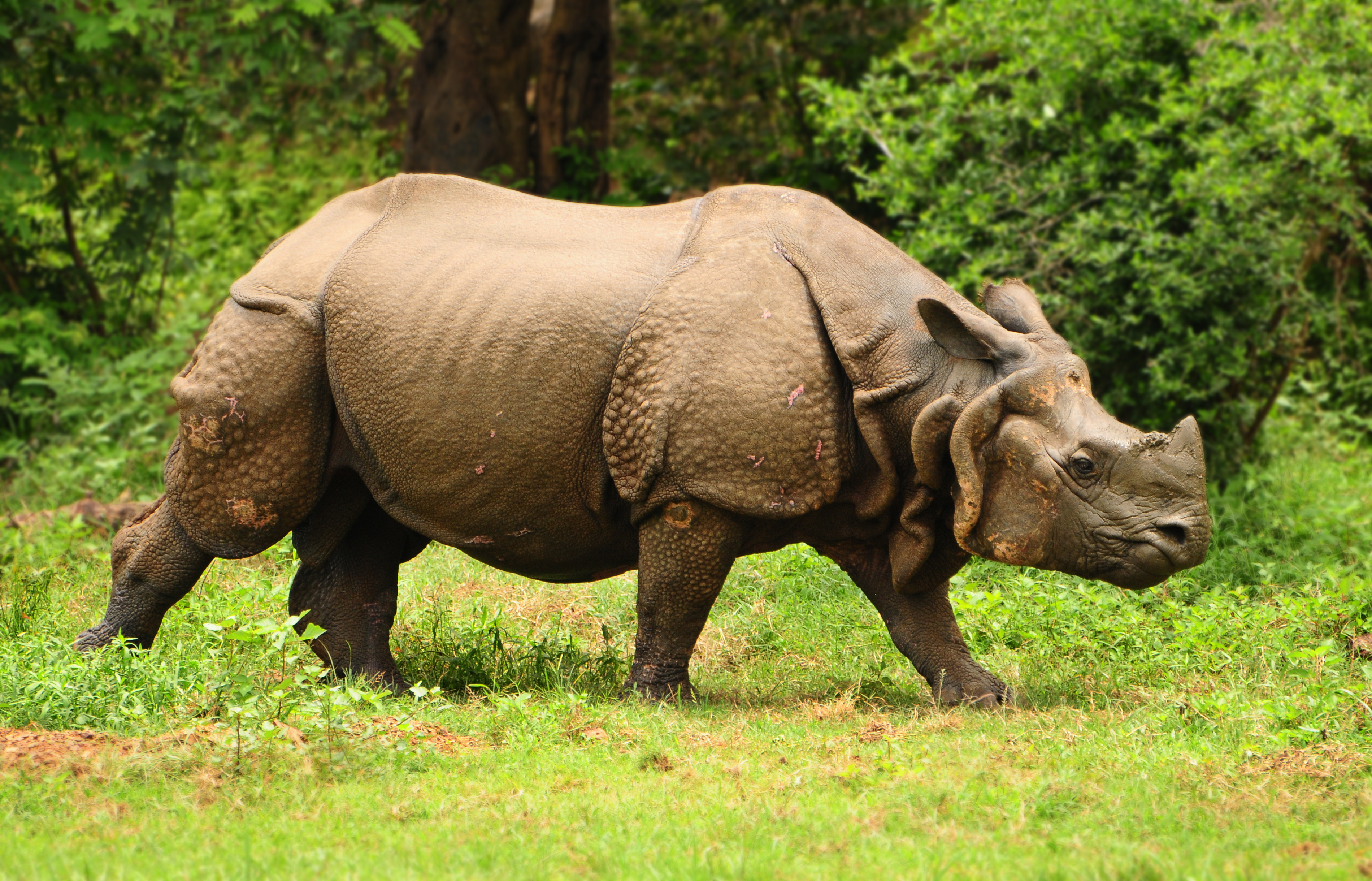 One-Horned Rhinoceros in India