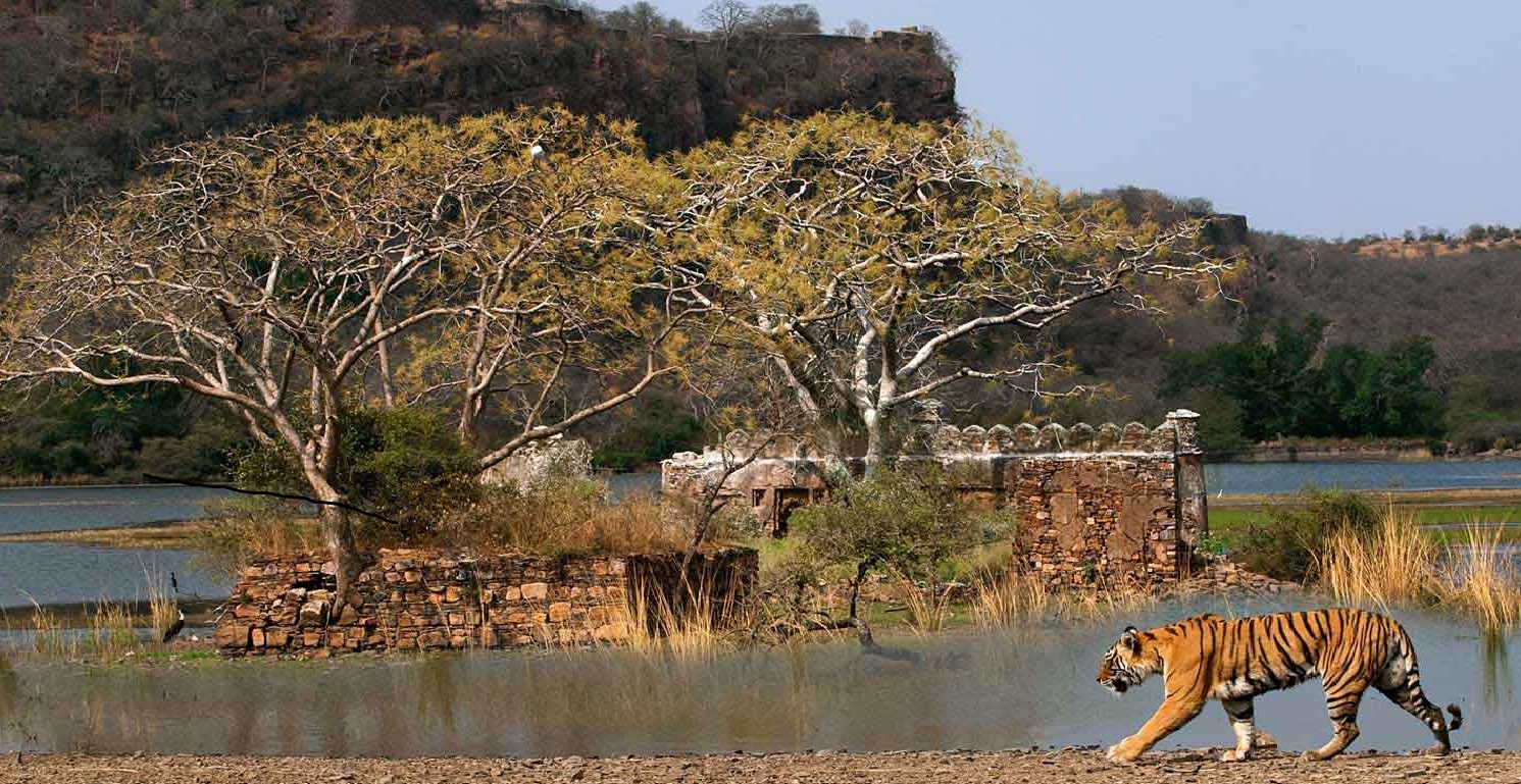 Tiger in Ranthambore National Park